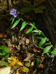 Symphyotrichum phlogifolium