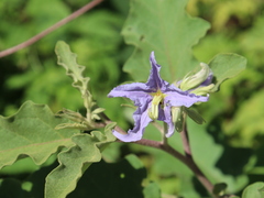 Solanum houstonii