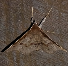 Ophiusini