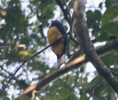 Trogon melanocephalus