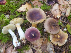 Russula puellaris