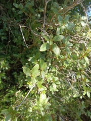 Rhododendron oldhamii
