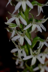 Platanthera elegans elegans