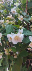 Philadelphus coronarius