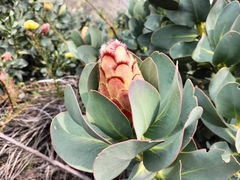 Protea grandiceps