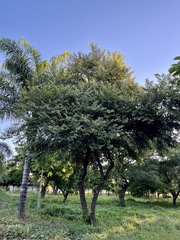 Guazuma ulmifolia