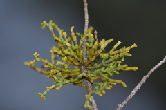 Arceuthobium oxycedri