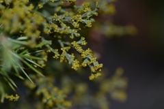 Arceuthobium oxycedri