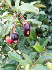 Eugenia involucrata