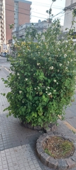 Philadelphus coronarius