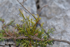 Arceuthobium oxycedri