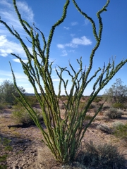 Fouquieria splendens splendens