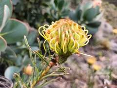 Leucospermum lineare