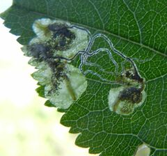 Stigmella plagicolella