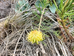 Leucospermum lineare