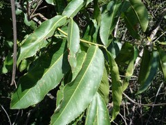 Ouratea castaneifolia