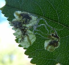 Stigmella plagicolella