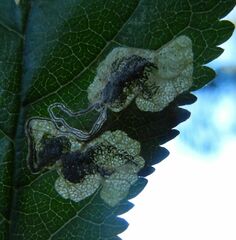 Stigmella plagicolella