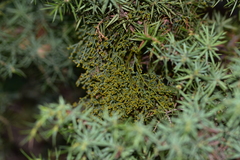 Arceuthobium oxycedri