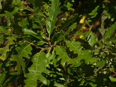 Quercus cerris