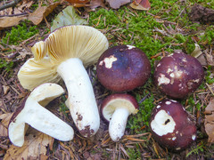 Russula integra