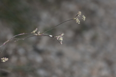 Seseli tommasinii