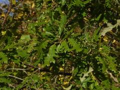 Quercus cerris