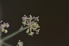 Seseli tommasinii