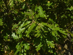 Quercus cerris