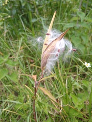 Asclepias curassavica