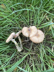 Armillaria gallica