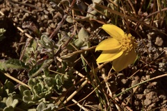 Eriophyllum lanatum integrifolium