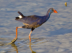 Porphyrio porphyrio