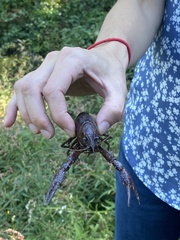 Procambarus