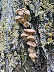 Armillaria gallica