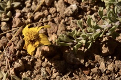 Eriophyllum lanatum integrifolium