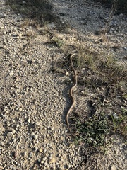 Zamenis scalaris