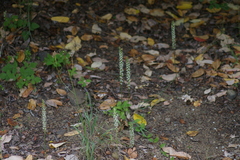 Platanthera elegans elegans