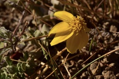 Eriophyllum lanatum integrifolium