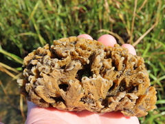Clathria prolifera
