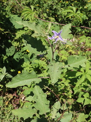 Solanum houstonii