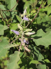 Solanum houstonii