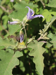 Solanum houstonii