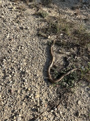 Zamenis scalaris