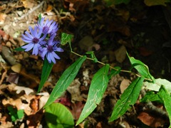 Symphyotrichum phlogifolium