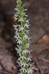 Platanthera elegans elegans