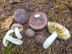 Russula turci