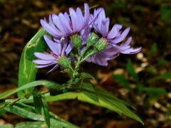 Symphyotrichum phlogifolium