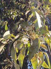 Pyrus syriaca