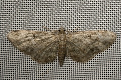Eupithecia inturbata